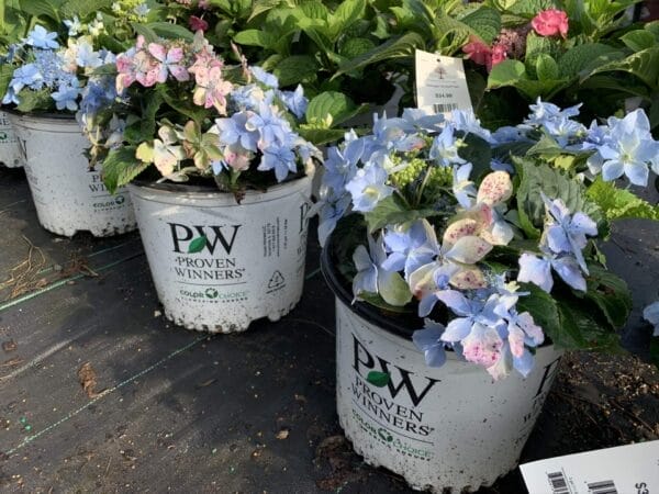 Hydrangea Tuff Stuff Ah-Ha 3G