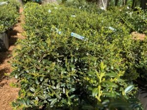 dark green, soft leaves