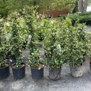 fragrant, star shaped, flowers
