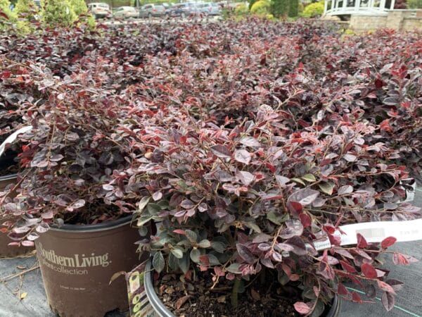 Deep pink flowers, evergreen.