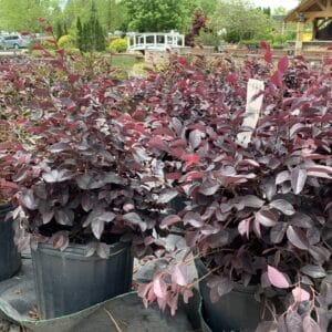 Evergreen shrub