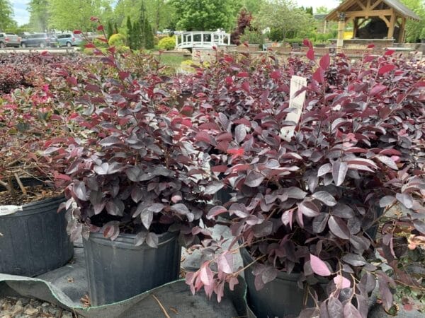 Evergreen shrub