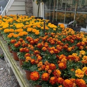 Marigold 6"