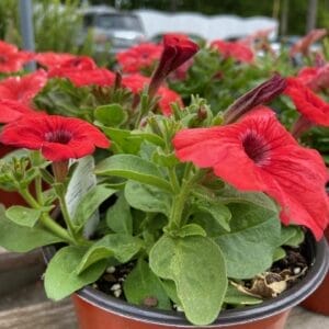 Petunia 6"