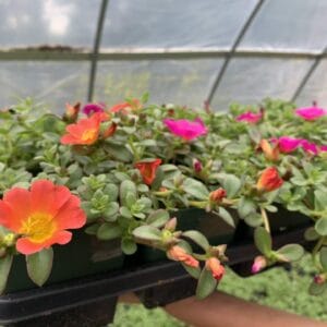 Portulaca 4"