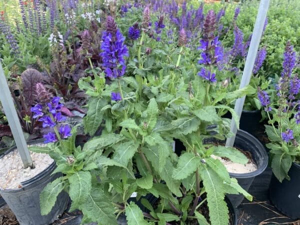 Bright purple blooms on compact foliage