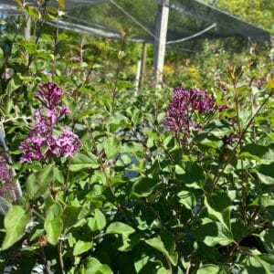 Reblooming fragrant blooms from mid-summer to frost