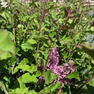 Ruby-red buds open in spring to fragrant reddish-pink flowers