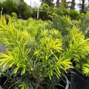 Compact, dark green, needle-like foliage