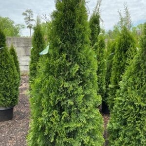 Pyramidal in habit with "emerald" green foliage all year round