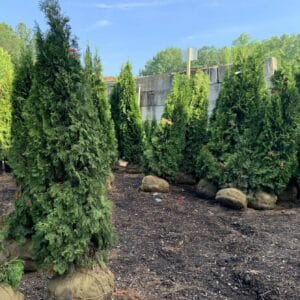 Pyramidal in habit with "emerald" green foliage all year round
