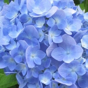 Annuals
