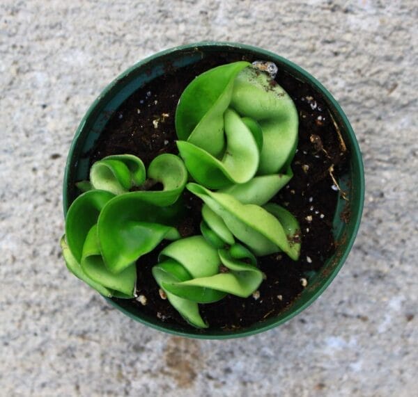 Add some texture to your houseplant arrangement with a hindu rope!