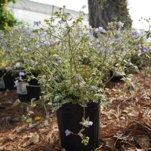 variegated leaves, periwinkle flowers
