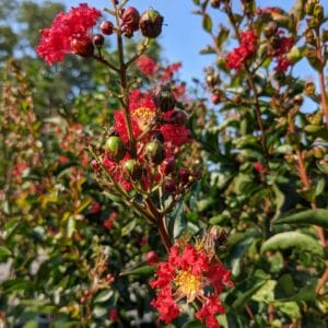 bright scarlet blooms