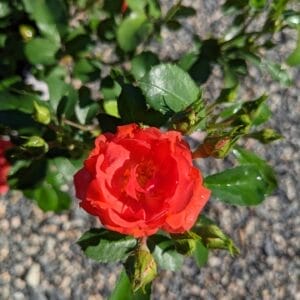 bright coral double blooms