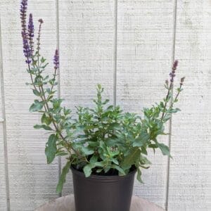 deep purple flowers