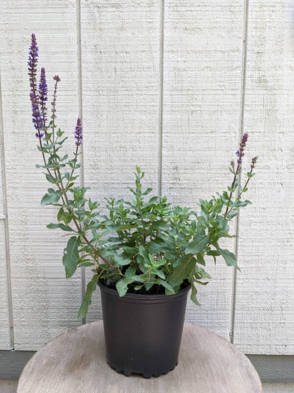 deep purple flowers