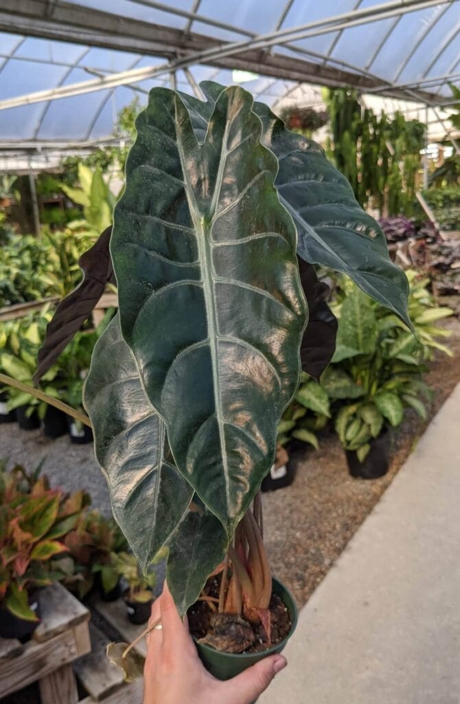 Alocasia Chantrieri 4"