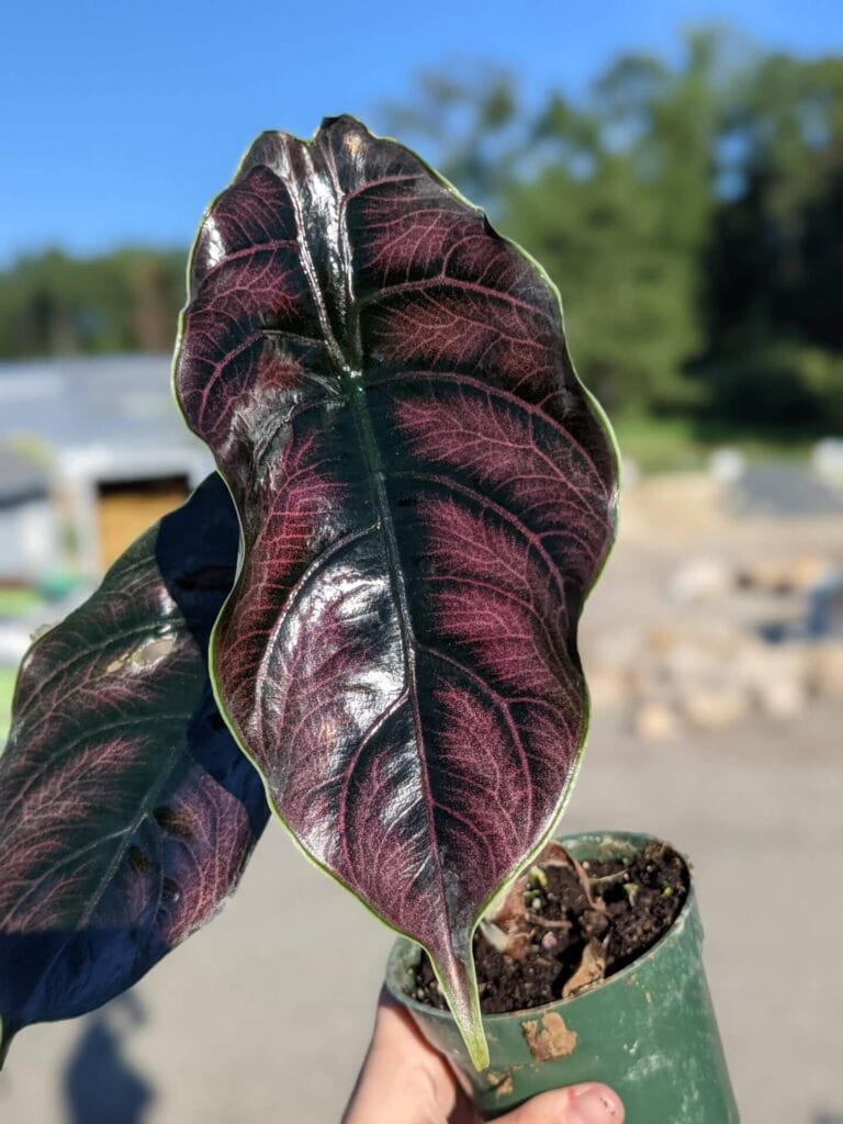 Alocasia Azlanii 4"
