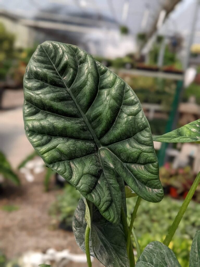 Alocasia Quilted Dream 4"