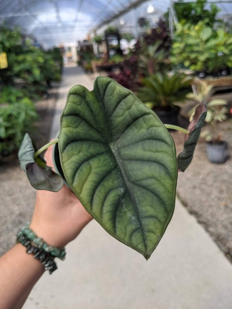 Alocasia Nebula Imperialis 4"