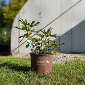 fig tree in a pot