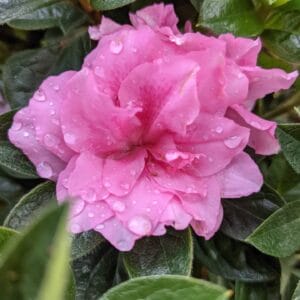 Azalea EN Autumn Carnation 3G