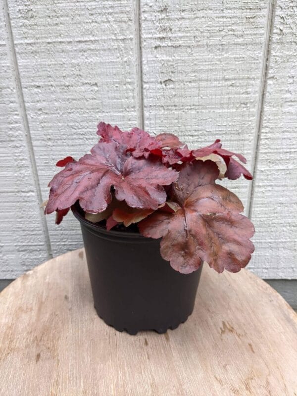 deep red leaves