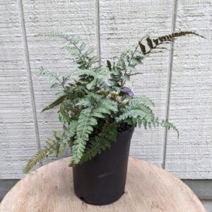pale green fern with red accents