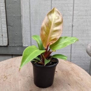 orange foliage