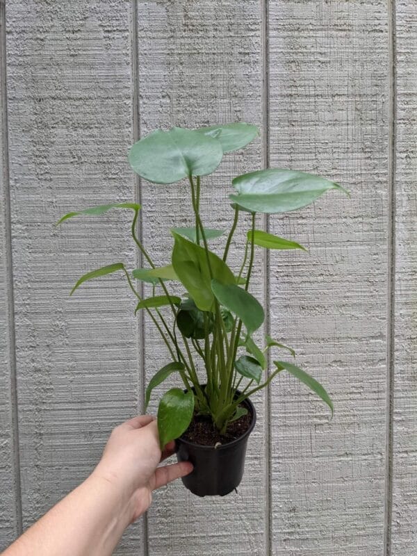 Monstera Deliciosa 4"