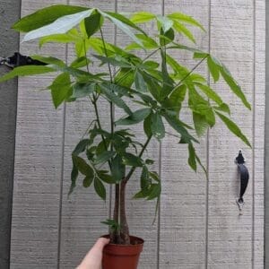 money tree
