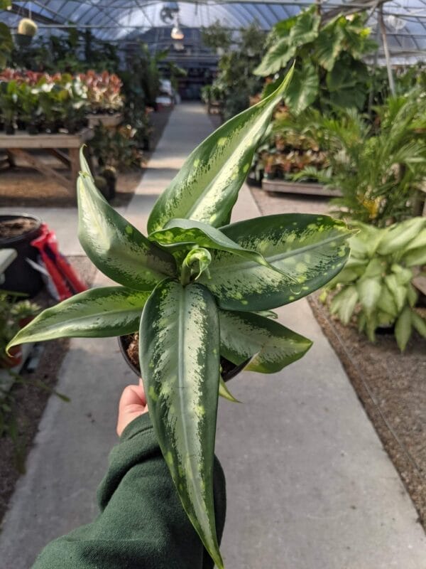 Dieffenbachia Cougar 4"