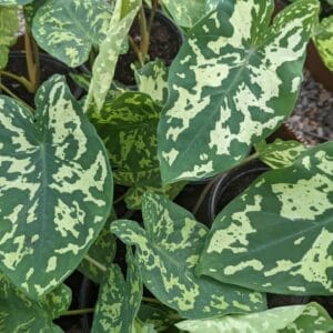 thin leaves with dark spots