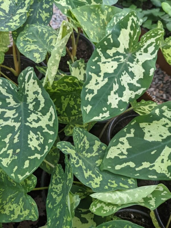 thin leaves with dark spots