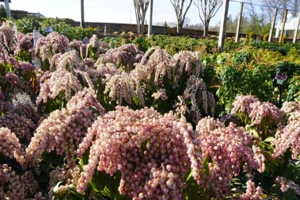 bundles of pink flowers