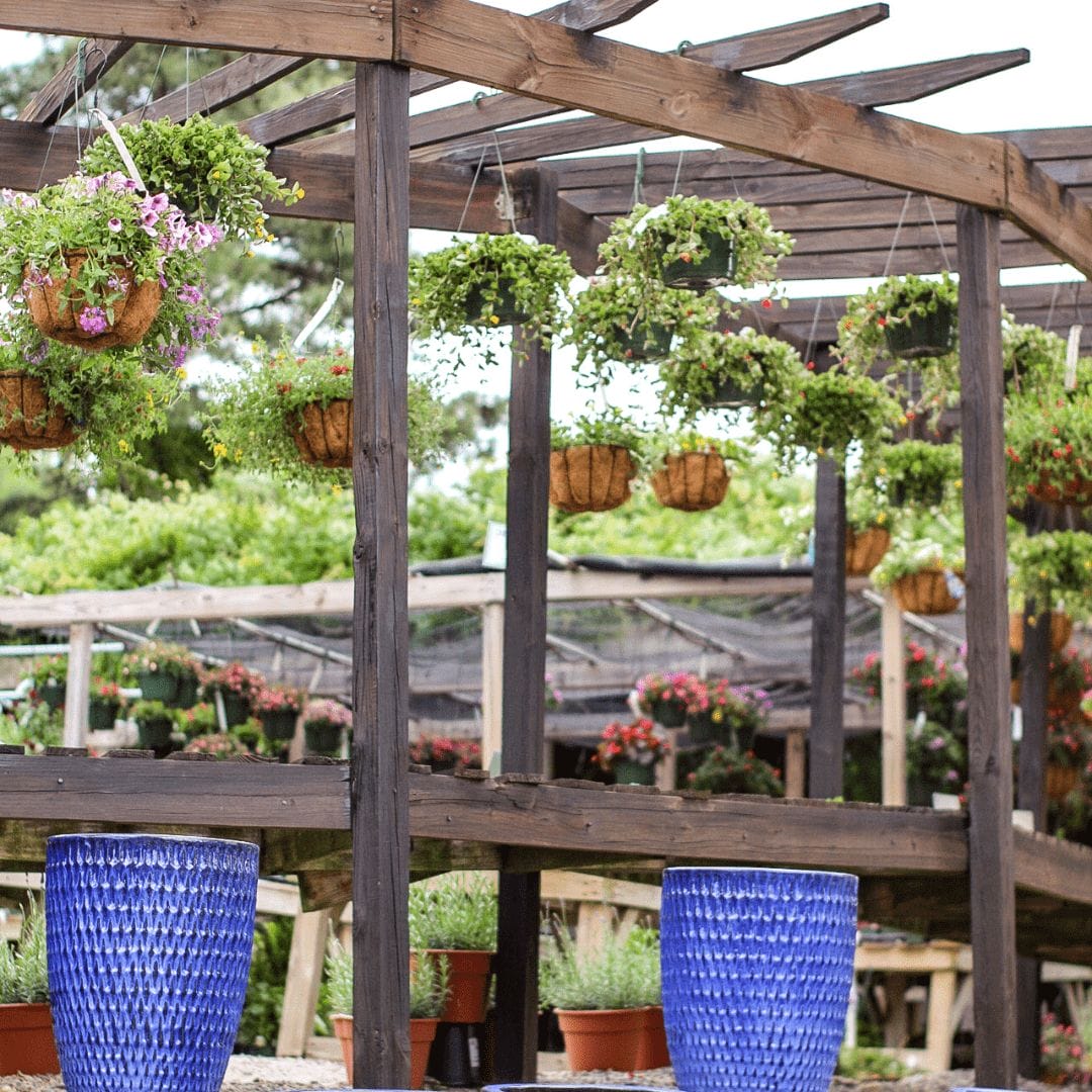 annuals at midlothian