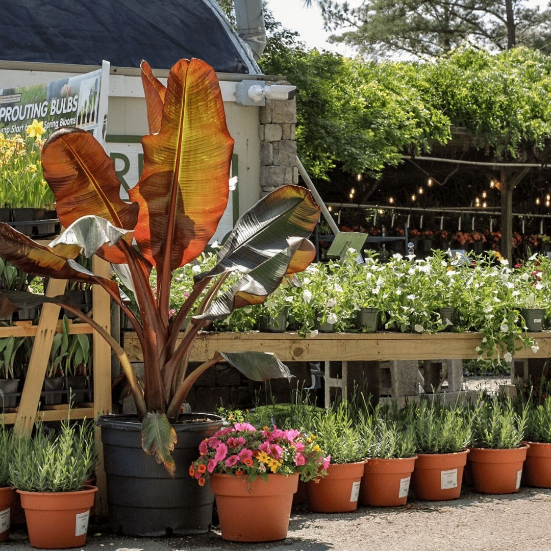annuals at midlothian