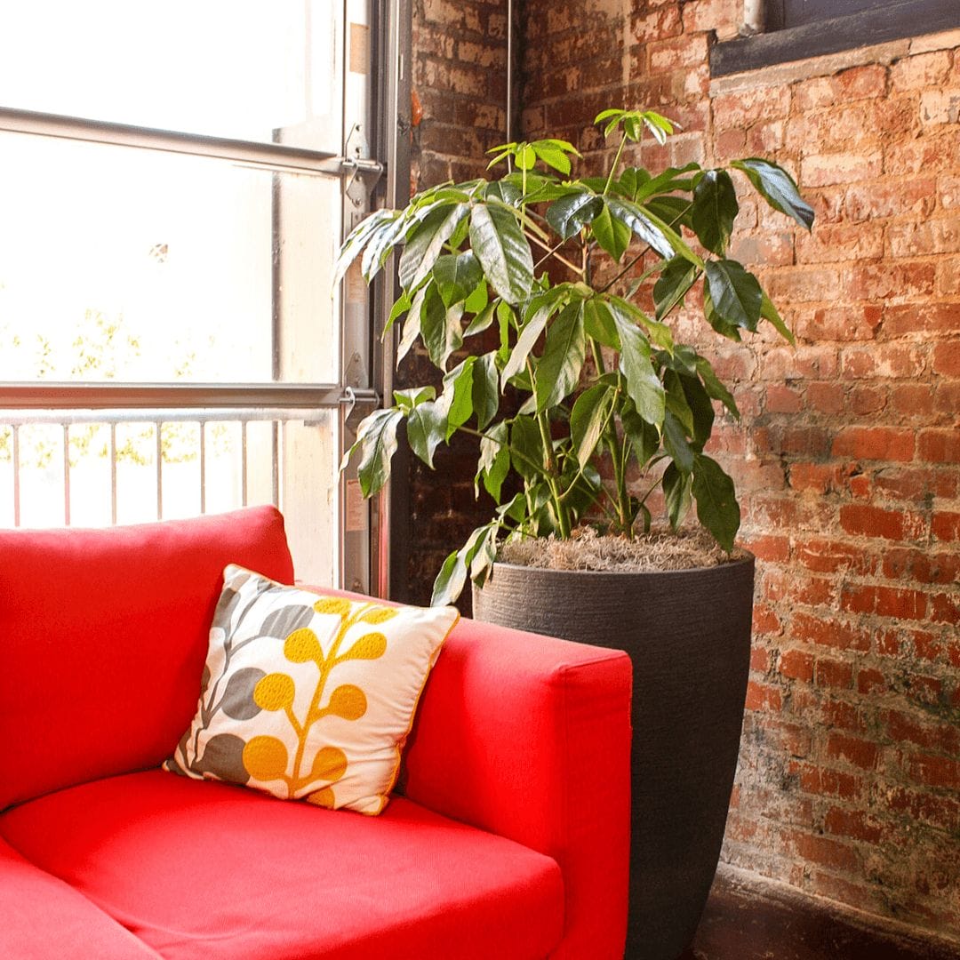 office interior plants
